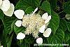 Schizophragma hydrangeoides flowers