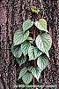 Schizophragma hydrangeoides 'Moonlight' leaves
