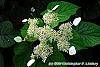Schizophragma hydrangeoides 'Moonlight' flowers