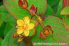 Hypericum androsaemum 'Albury Purple' flowers