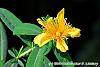 Hypericum 'Cfflpc-1' (Blue Velvet™) flowers