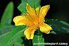 Hypericum 'Cfflpc-1' (Blue Velvet™) flowers