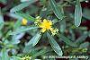Hypericum canadense flowers