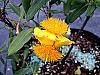 Hypericum frondosum flowers