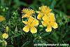 Hypericum kalmianum flowers