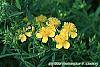 Hypericum kalmianum flowers