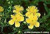 Hypericum kalmianum flowers