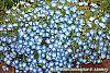 Nemophila menziesii flowers