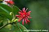 Illicium floridanum flowers