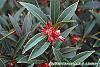 Illicium floridanum flowers