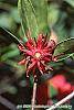 Illicium floridanum flowers