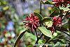 Illicium floridanum flowers