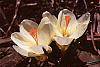 Crocus 'Cream Beauty' habit
