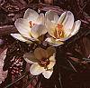 Crocus 'Cream Beauty' habit