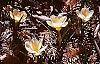 Crocus 'Cream Beauty' habit