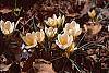 Crocus 'Cream Beauty' habit