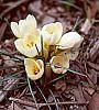 Crocus 'Cream Beauty' habit