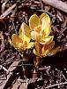 Crocus chrysanthus 'E. P. Bowles' habit