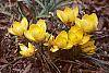 Crocus spp. habit