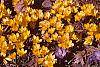 Crocus flavus 'Golden Yellow' habit