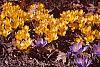 Crocus flavus 'Golden Yellow' habit
