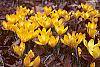 Crocus flavus 'Golden Yellow' habit