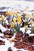 Crocus flavus 'Golden Yellow' flowers