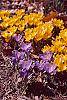 Crocus 'Remembrance' habit