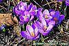Crocus 'Remembrance' habit