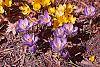 Crocus 'Remembrance' flowers