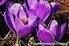 Crocus 'Remembrance' flowers