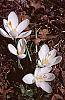 Crocus 'Snow-bunting' habit