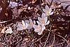 Crocus 'Snow-bunting' flowers