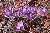 Crocus tommasinianus habit