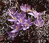 Crocus tommasinianus flowers