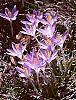 Crocus tommasinianus flowers
