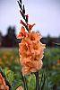 Gladiolus spp.