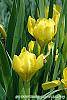 Iris 'Brassie' flowers