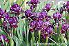 Iris 'Black Suede' habit