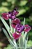 Iris 'Black Suede' flowers