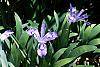 Iris cristata