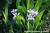 Iris cristata flowers