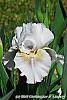 Iris 'Dumbledore' flowers