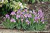 Iris 'Fancy Caper' habit