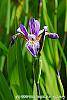 Iris laevigata flowers