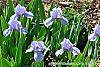 Iris 'Little Sapphire' habit