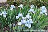 Iris 'Little Sapphire' habit