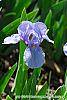 Iris 'Little Sapphire' flowers