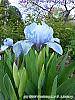Iris 'Little Sapphire' flowers