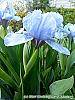 Iris 'Little Sapphire' flowers